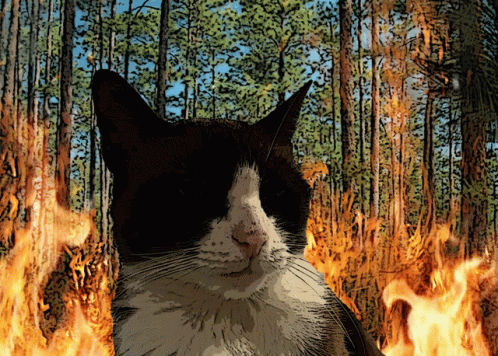 Miitens Cat Cat Fire GIF - Miitens Cat Cat Fire Cat In Wild Fire GIFs