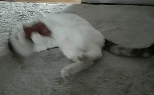 a white cat is playing with a red object on the floor