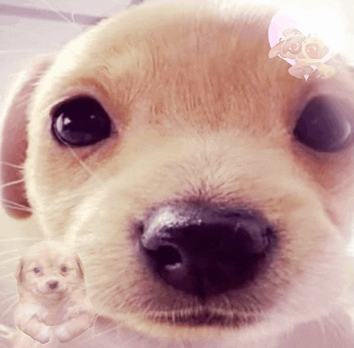 a close up of a puppy 's face with a pink circle with the number 100 on it