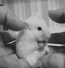 a black and white photo of a person holding a hamster .