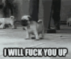 a pug puppy is standing on the ground with the words `` i will fuck you up '' above it .