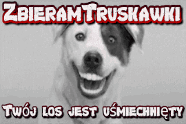 a black and white photo of a smiling dog with a foreign language caption