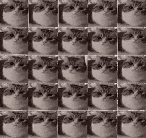 Chc Cat Explode GIF - Chc Cat Explode Finlay GIFs
