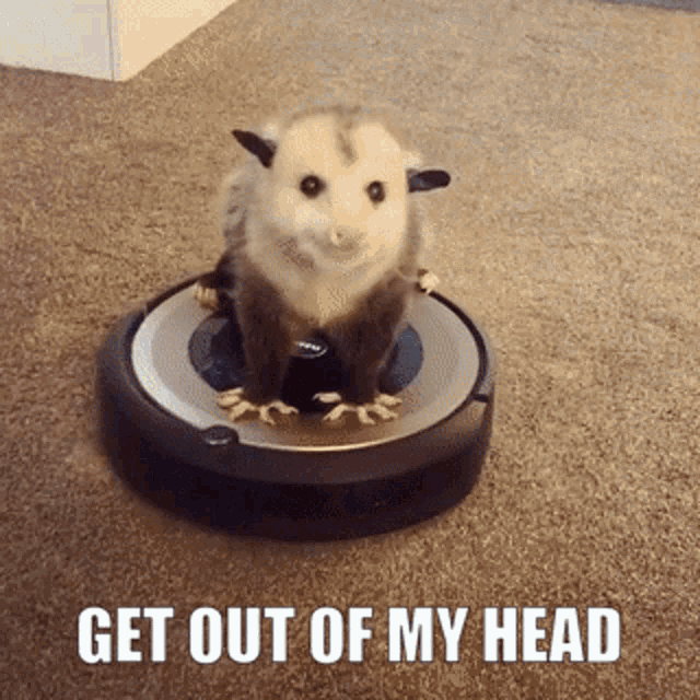 Possum Get Out Of My Head GIF - Possum Get Out Of My Head I Cant Fucking Take It Anymore GIFs