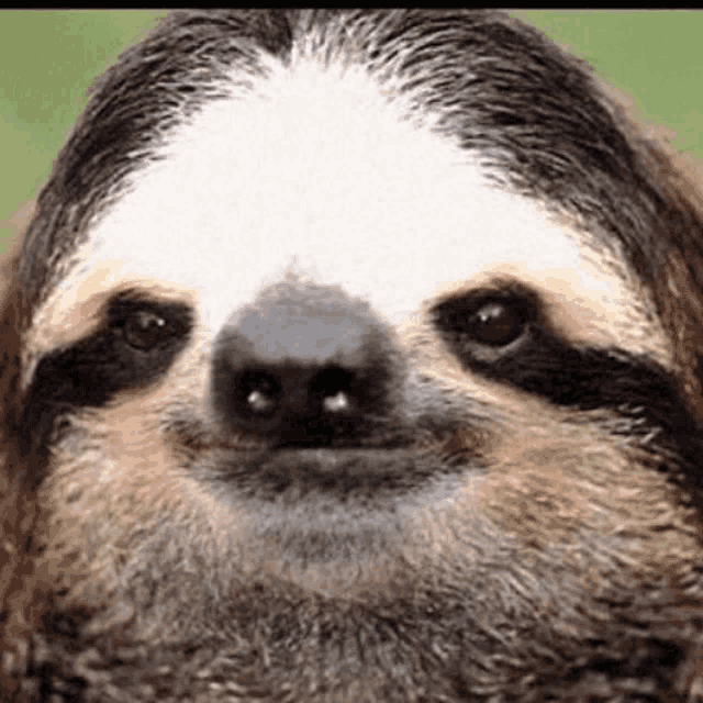 a close up of a sloth with a beard