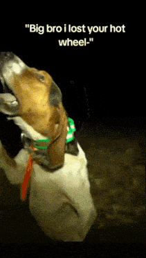 a dog with a collar that says " big bro i lost your hot wheel " on it