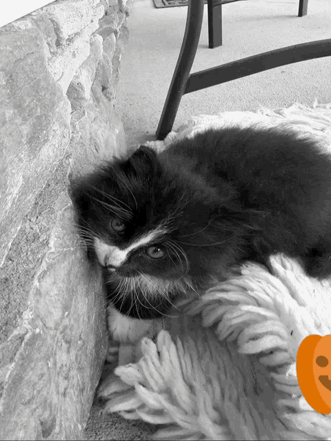 a black and white cat laying on a blanket with a pumpkin in the background