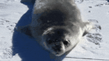 a seal is laying on its back in the snow looking at the camera .
