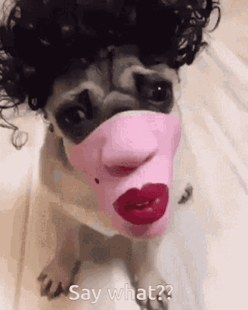 Say What Confused GIF - Say What Confused Pug GIFs