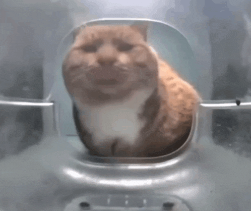 an orange and white cat is looking out of a clear plastic container
