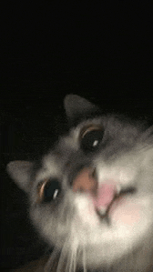 a close up of a cat 's face in the dark with its tongue out .