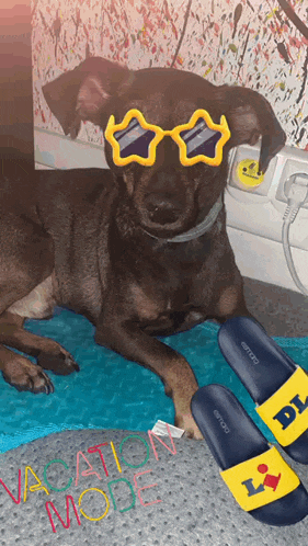 a dog wearing star shaped sunglasses is laying on a blue mat next to a pair of sandals