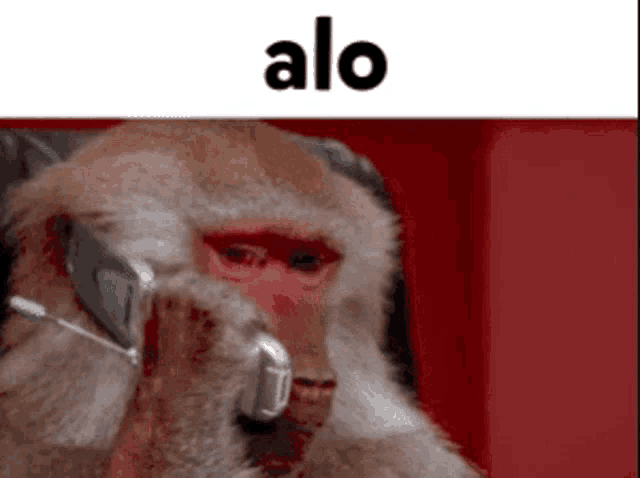 a monkey is talking on a cell phone with the word alo in the background