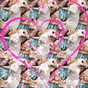 Awesome Blushing GIF - Awesome Blushing Chihuahua GIFs