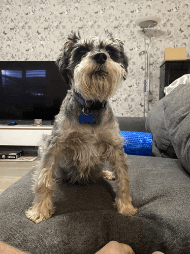 a small dog wearing a blue tag with a bone on it stands on a couch