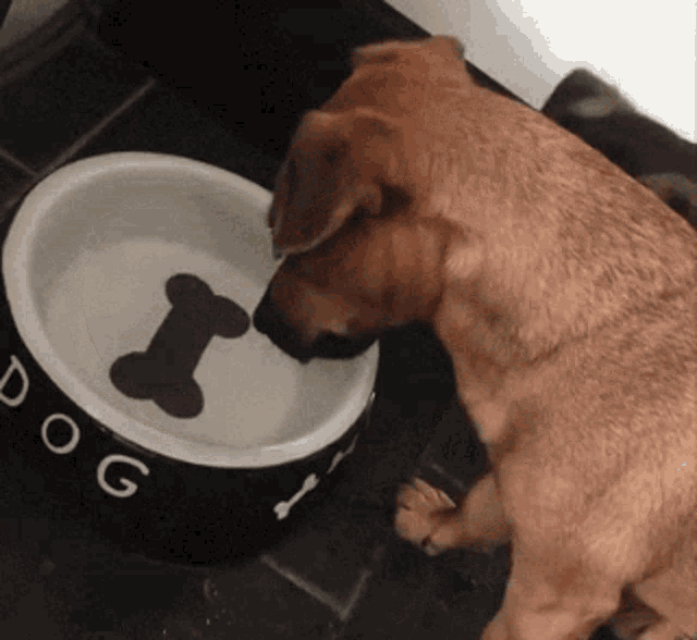 Dog Water GIF - Dog Water Confused GIFs