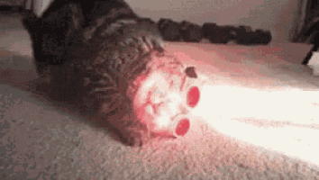 Weird Cat GIF - Weird Cat Laser GIFs