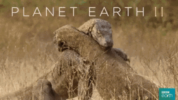 a poster for planet earth ii showing two lizards fighting