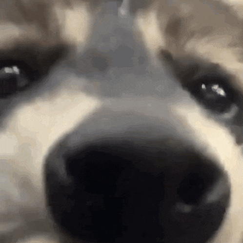 a close up of a husky dog 's nose and eyes looking at the camera .