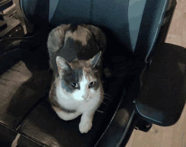 a calico cat sitting on a black chair