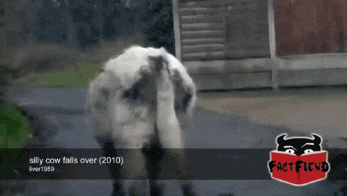 a silly cow falls over from 2010 is shown on a screen