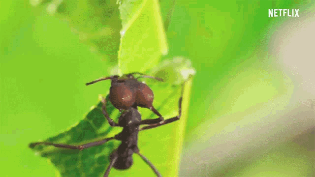 Ant Leaf GIF - Ant Leaf Cutting GIFs