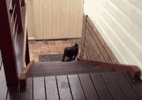 a black cat is walking up a set of stairs .