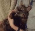 a close up of a person holding a cat in their arms .