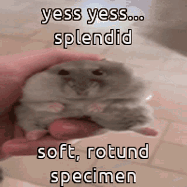 Animals With Captions Yess Yess Splendid GIF - Animals With Captions Yess Yess Splendid Yes Yes Splendid GIFs