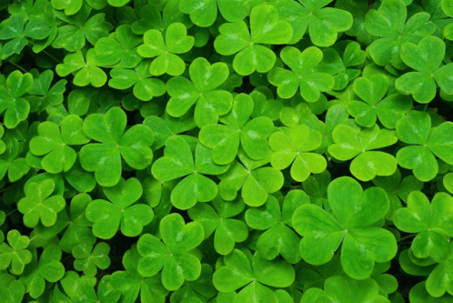 Clovers Happy St Patricks Day GIF - Clovers Happy St Patricks Day Happy St Paddys Day GIFs