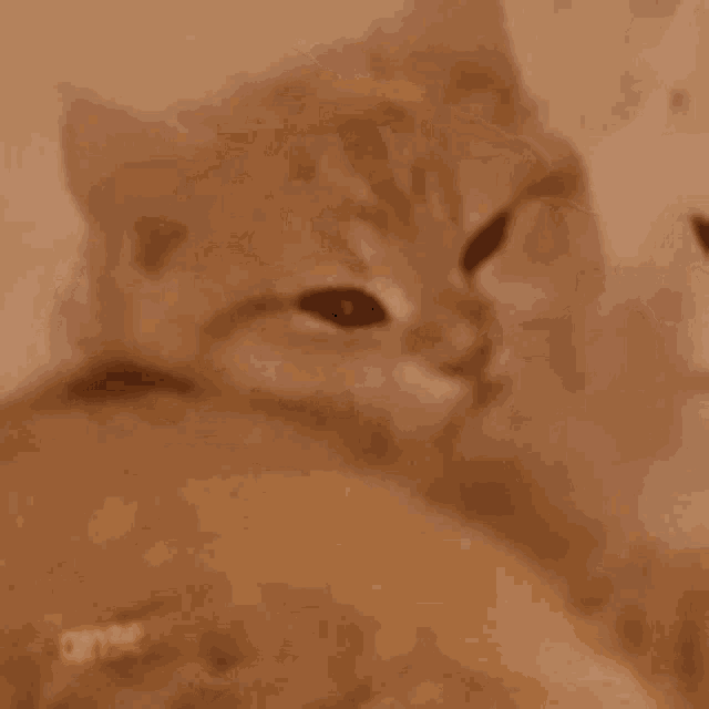 a close up of a cat laying on another cat 's back .