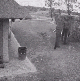 Throwing Trash Elephant Environment Friendly GIF - Throwing Trash Elephant Environment Friendly Cleaning GIFs