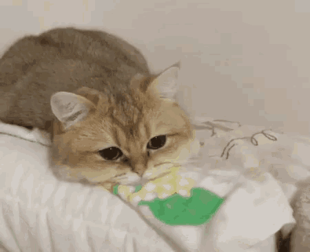Kitty Cat GIF - Kitty Cat Depress GIFs