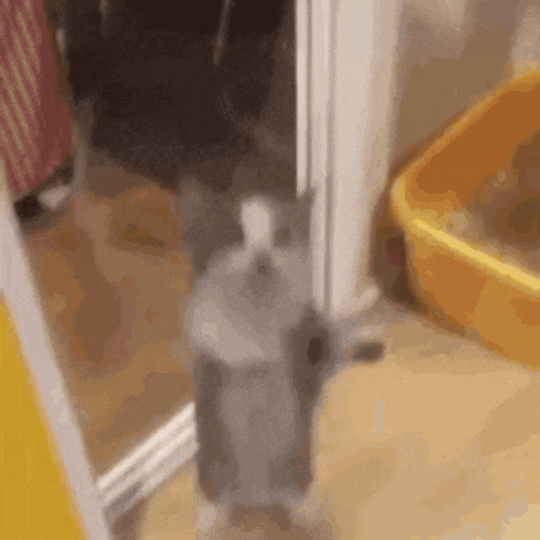 a gray and white cat is standing in front of a mirror .