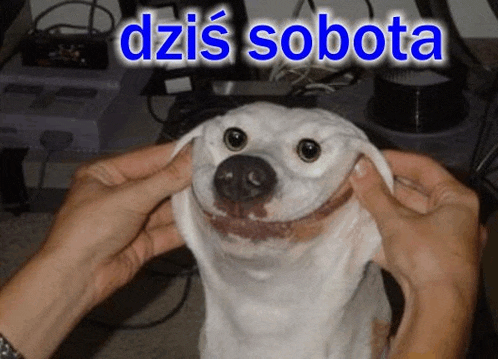 a person is holding a white dog 's face with the words dzis sobota written above it