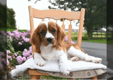 a brown and white puppy is laying on a chair