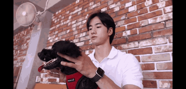 a man is holding a small black dog with a red harness that says ' ariel ' on it