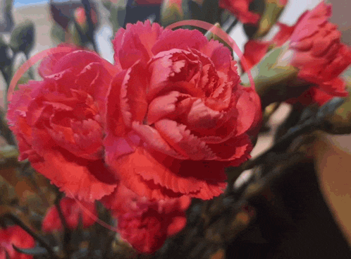 a close up of a pink flower with a heart shaped circle around it