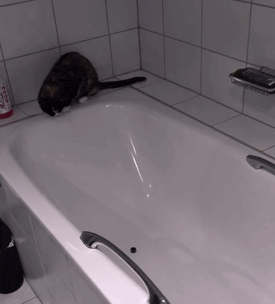 a cat sits on the edge of a bathtub next to a bottle of evian shampoo