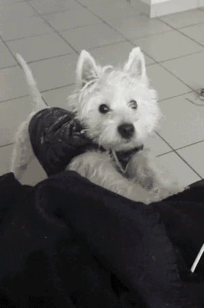 a small white dog wearing a black jacket is laying on a black blanket