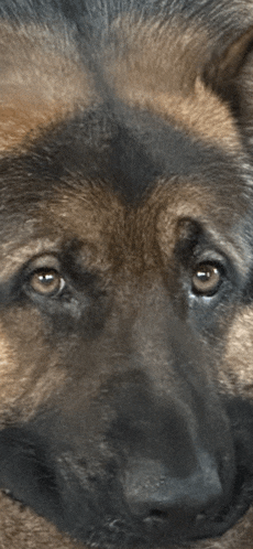 a close up of a german shepherd 's face
