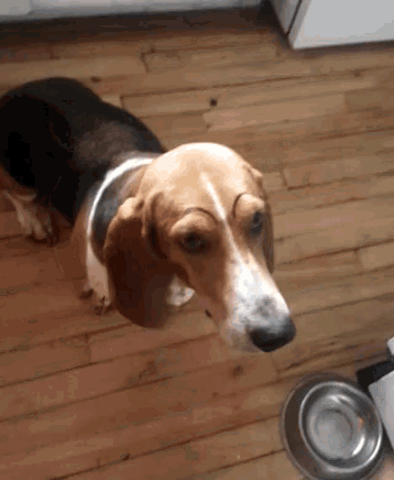 a brown and white dog with eyebrows on its face