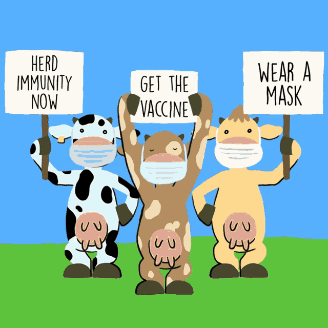 three cows wearing masks holding up signs that say herd immunity now get the vaccine wear a mask