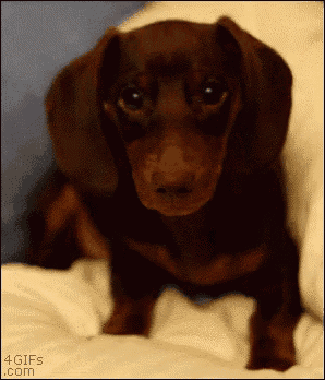 a dachshund puppy is sitting on a bed with the website 4gifs.com visible in the corner
