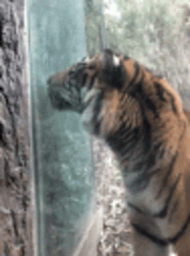 Tiger Funny GIF - Tiger Funny Animals GIFs