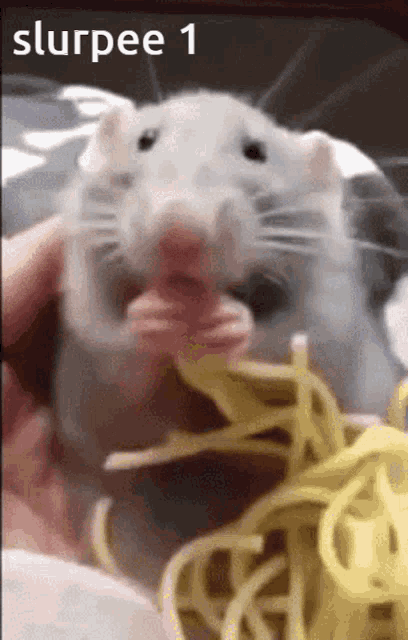 Slurpee Rat GIF - Slurpee Rat Funny GIFs