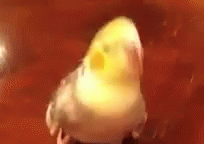 Headpumping  GIF - Headpumping Bird Pet GIFs