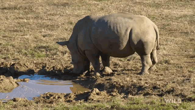 Playing With Mud Rhino Gets A Mud Bath Secrets Of The Zoo GIF - Playing With Mud Rhino Gets A Mud Bath Secrets Of The Zoo World Rhino Day GIFs