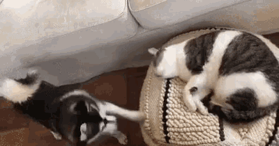 two cats are laying on a pillow next to a dog .