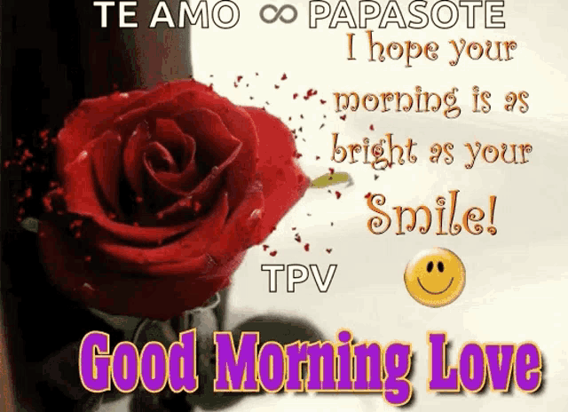 a greeting card with a red rose and the words te amo papasote i hope your morning is as bright as your smile